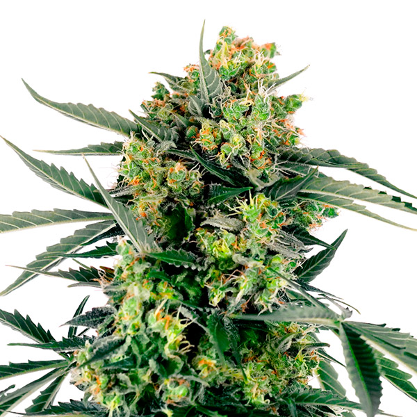 Blue Berry Skittlez Auto de Sensi Seeds Research