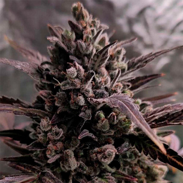 Blue Cheese Auto de The Original Big Buddha Family Farms