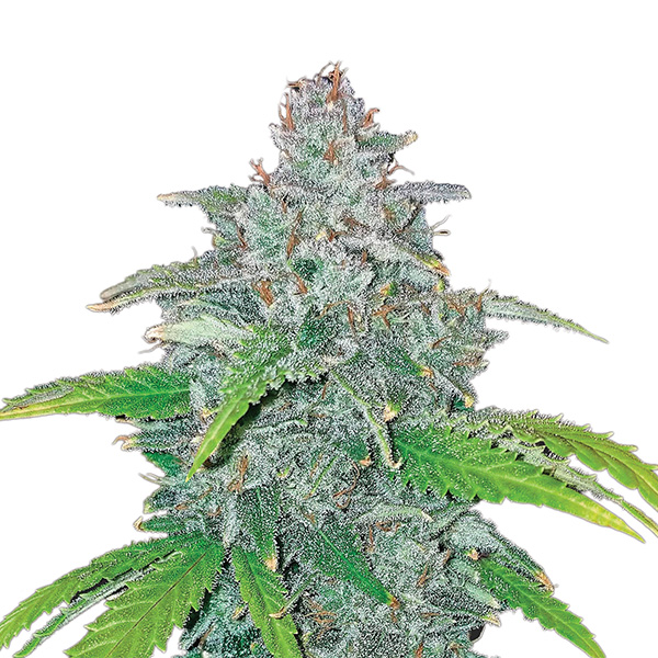 Blue Dream Auto de Nirvana