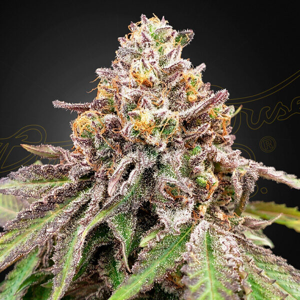 Blue Haze X Gelato 41 Auto de Green House