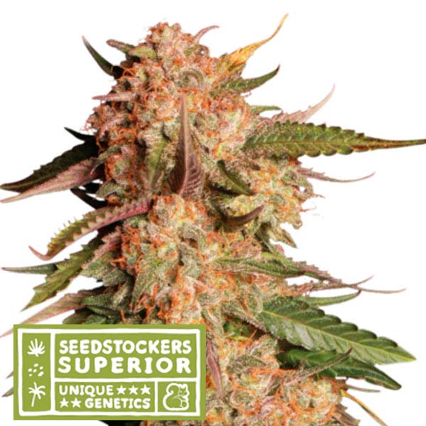 Blue Moby Auto de Seedstockers