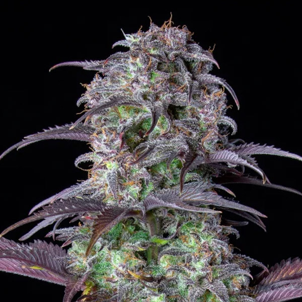Blueberry Auto de Fast Buds