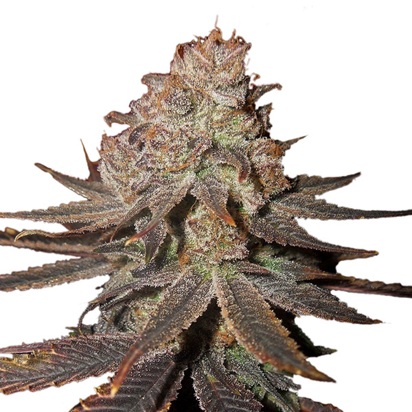 Blueberry Auto de Nirvana