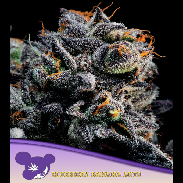 Blueberry Banana Auto de Anesia Seeds