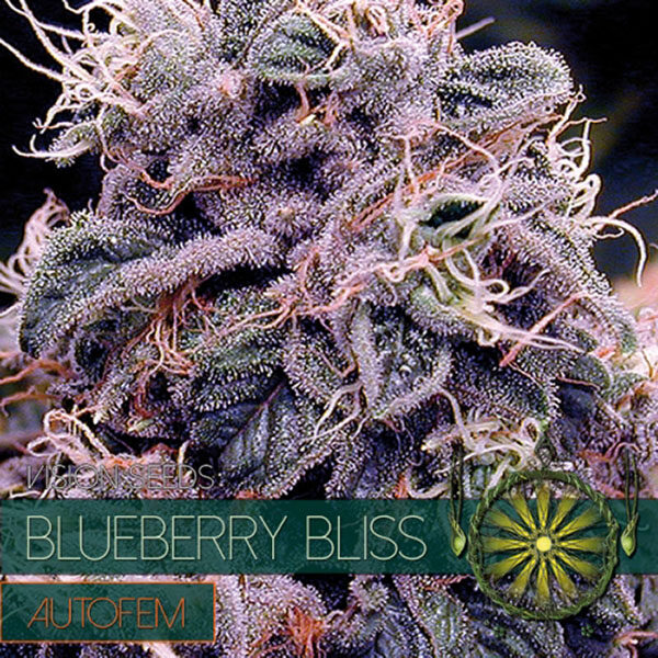 Blueberry Bliss Auto de Vision Seeds