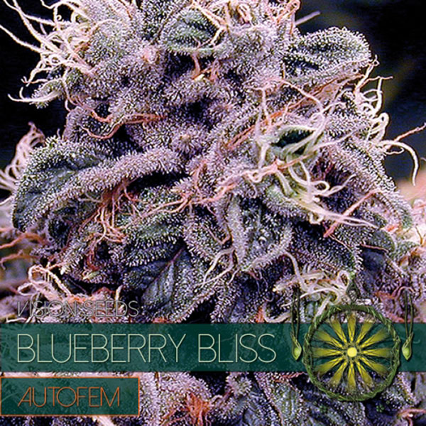 Blueberry Bliss Auto de Vision Seeds