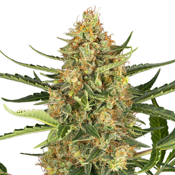 Blueberry Bubblegum Auto de Sensi Seeds Research