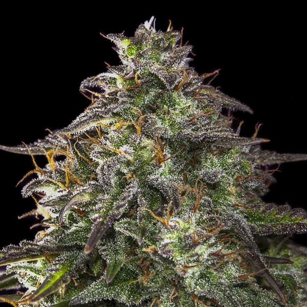 Blueberry Cheesecake Auto de Female Seeds