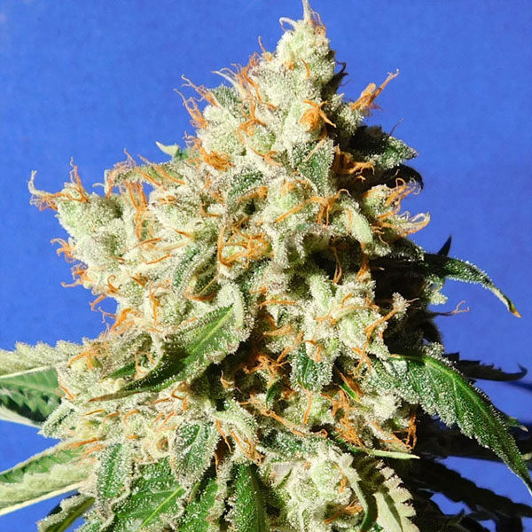 Blueberry Cookies Auto de Original Sensible Seeds