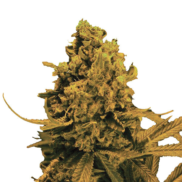 Blueberry Kush Auto de Nirvana