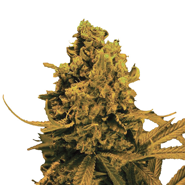 Blueberry Kush Auto de Nirvana