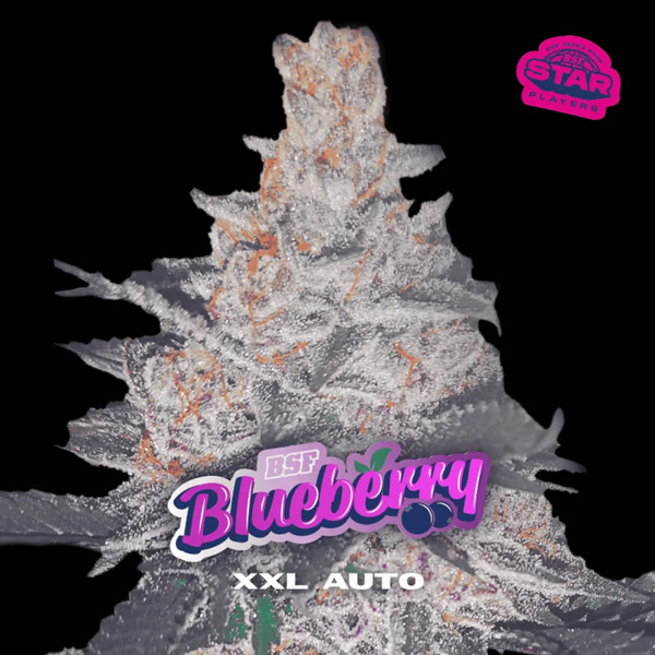 Blueberry XXL Auto de Bsf Seeds