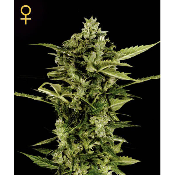 Bomb Auto de Green House