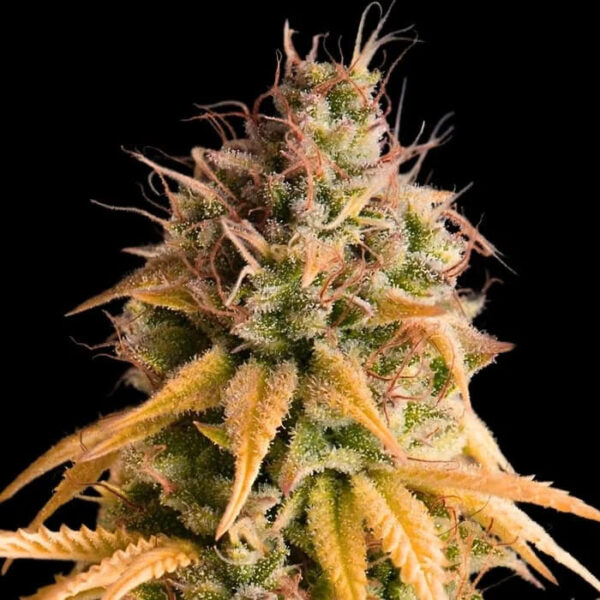 Bonkers Auto de Empire Seeds Bank