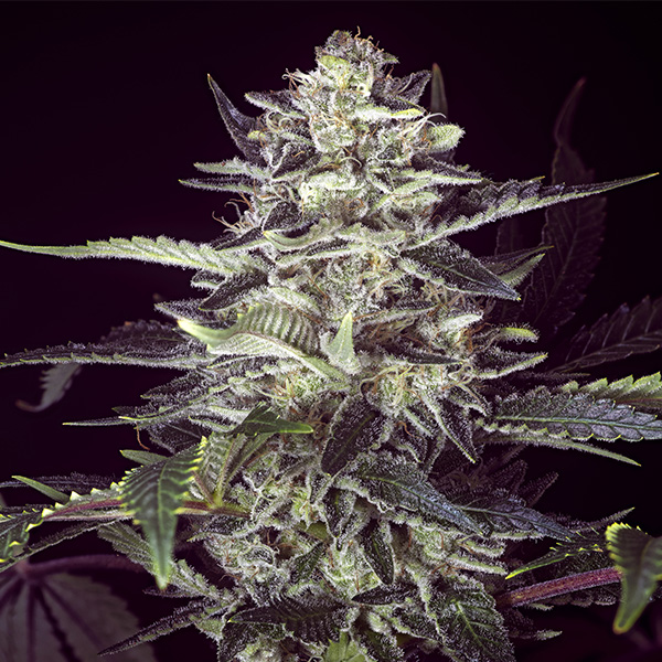 Brain Stroke Auto de High Speed Buds