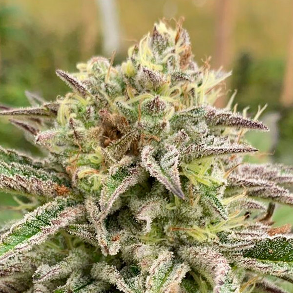 Brake Up Cake Auto de Kannabia Seeds