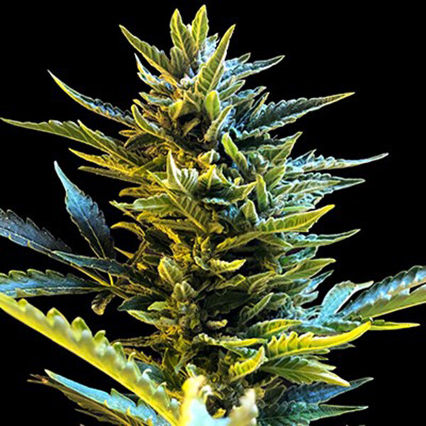 Bride Cake Auto de G13 Labs