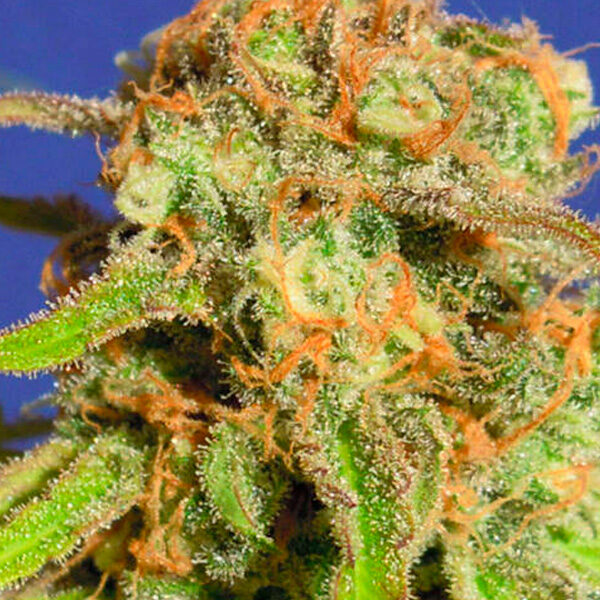 Bruce Banner # Auto de Original Sensible Seeds