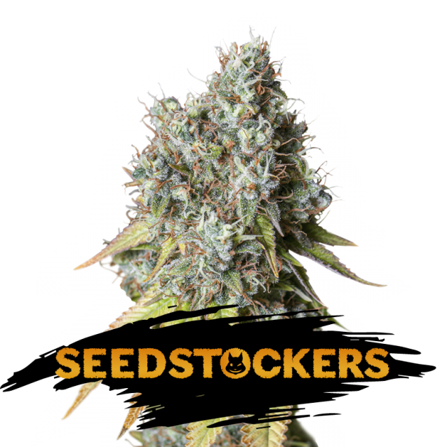 Bruce Banner Auto de Seedstockers