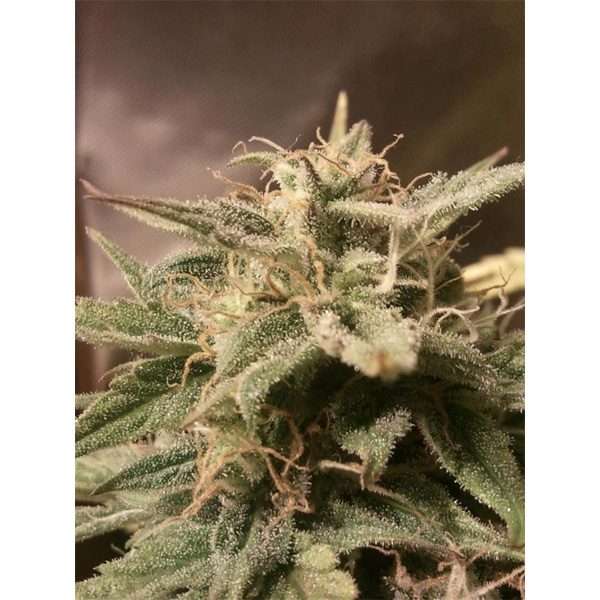 Bubble Auto de Female Seeds