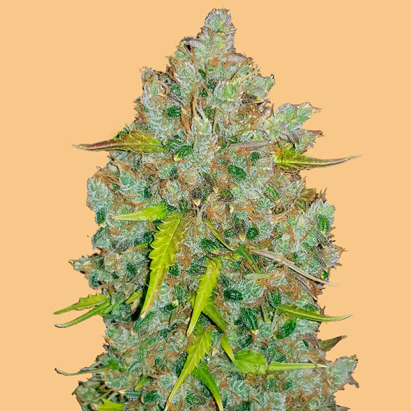 Bubblegum Auto de Fast Buds