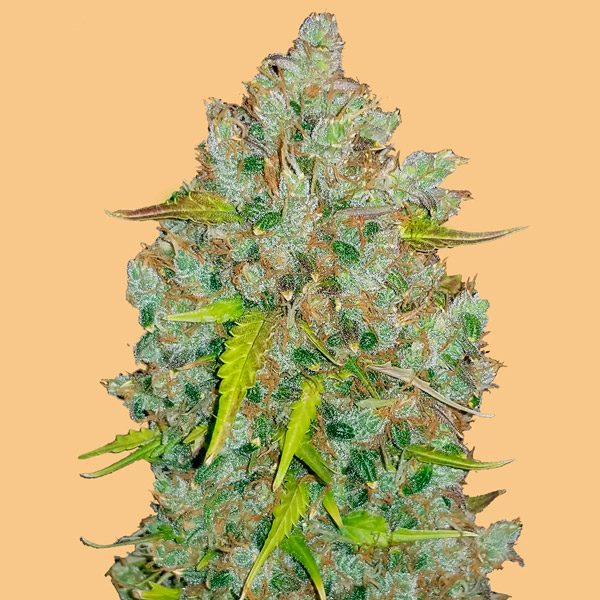 Bubblegum Auto de Fast Buds