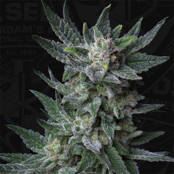 Bubblegum Auto de T.h. Seeds