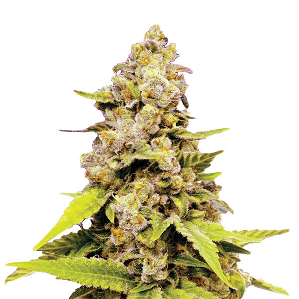 Bubblelicious Auto de Nirvana