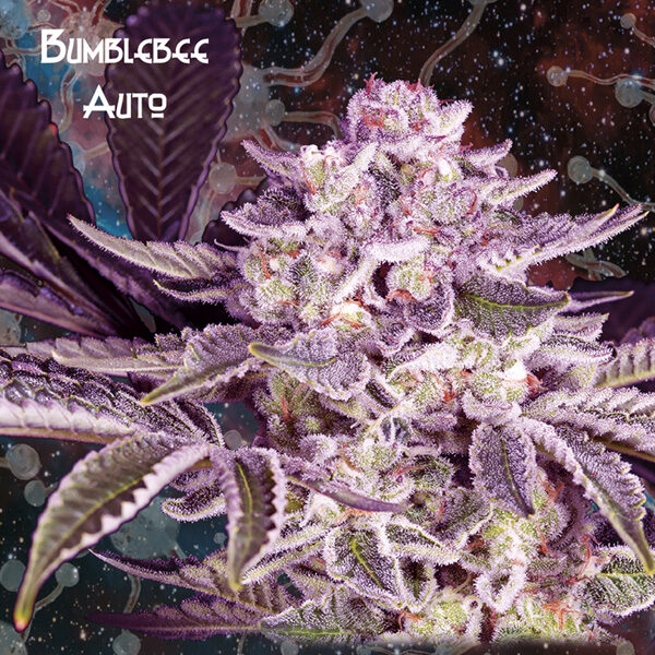 Bumblebee Auto de Geneseeds Y Nemeseeds