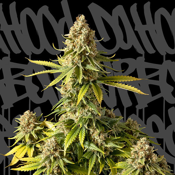 Bus 13 Auto de Dahood Urban Seeds