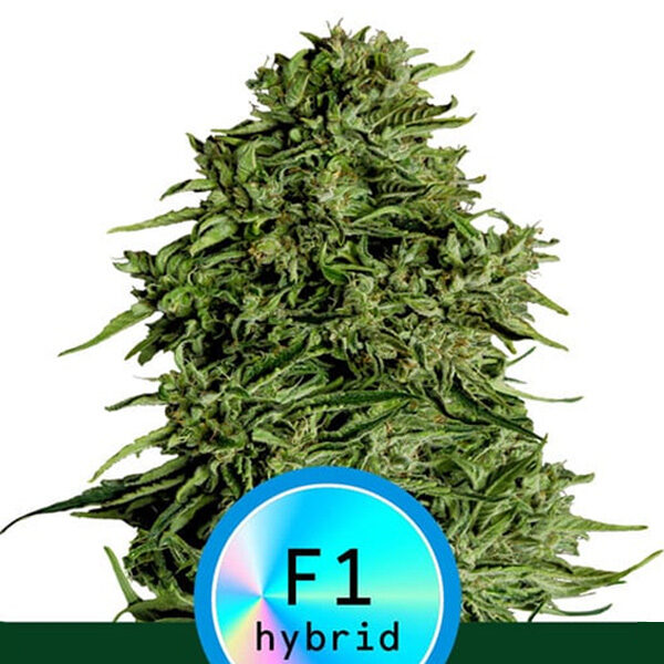CBD Cosmos F1 Auto de Royal Queen