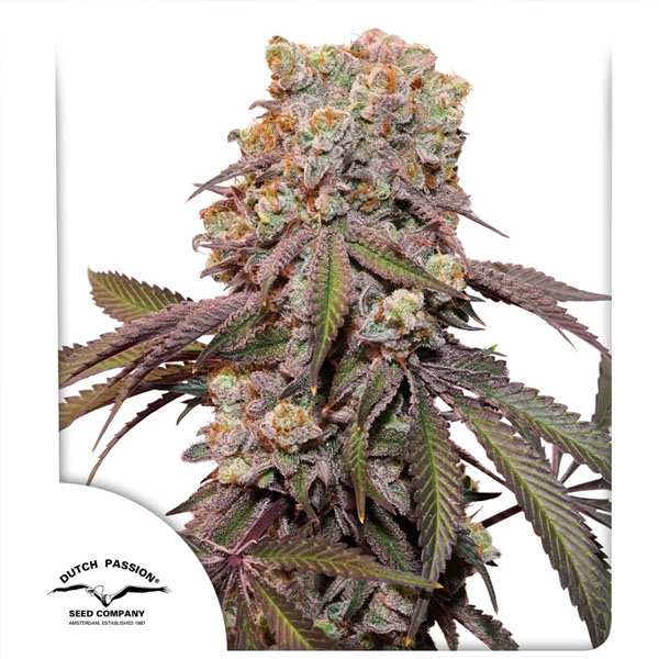 Candy Bubatz Xl Auto de Dutch Passion