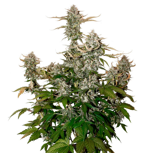 Candy Dawg Auto de Seedstockers
