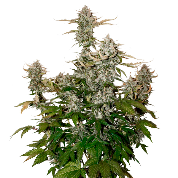 Candy Dawg Auto de Seedstockers