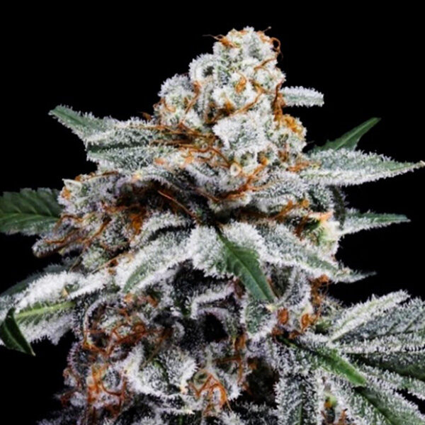 Canelo Auto de Dna Genetics