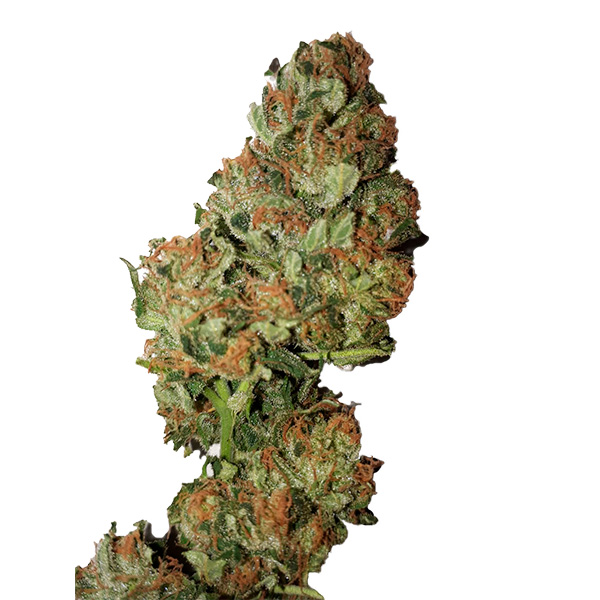 Cannatonic Auto de Cbd+ Buds