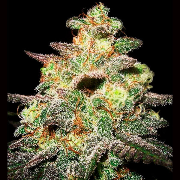 Caramella Auto de Expert Seeds