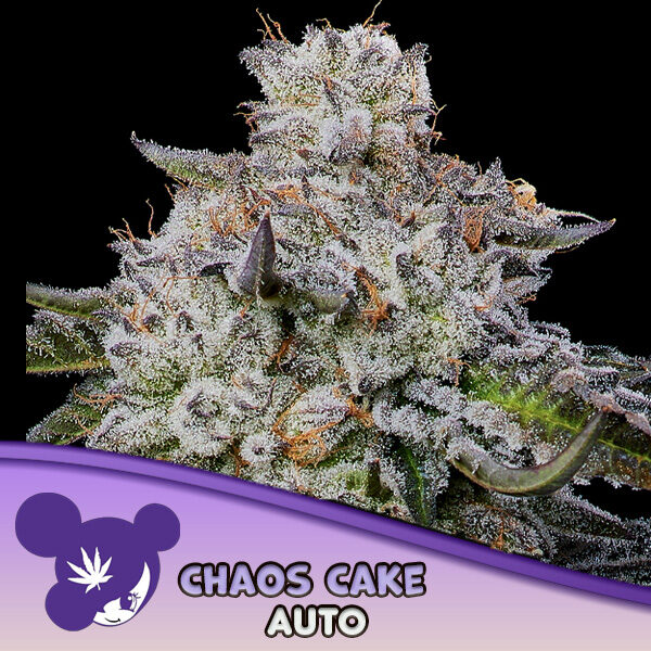Chaos Cake Auto de Anesia Seeds