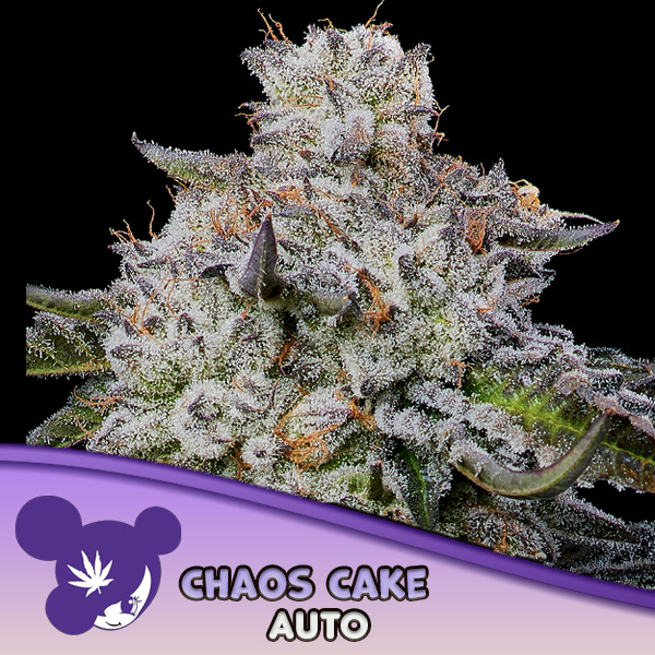 Chaos Cake Auto de Anesia Seeds