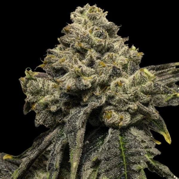 Cheddar Plum Auto de Empire Seeds Bank