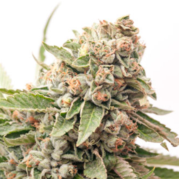Cheese Auto de Expert Seeds