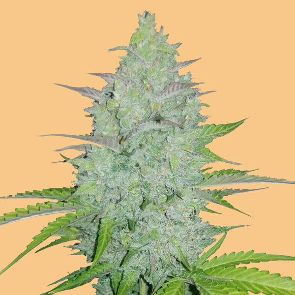 Cheese Auto de Fast Buds