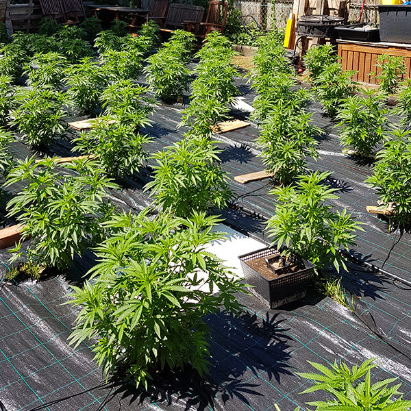 Cheese Auto de The Original Big Buddha Family Farms