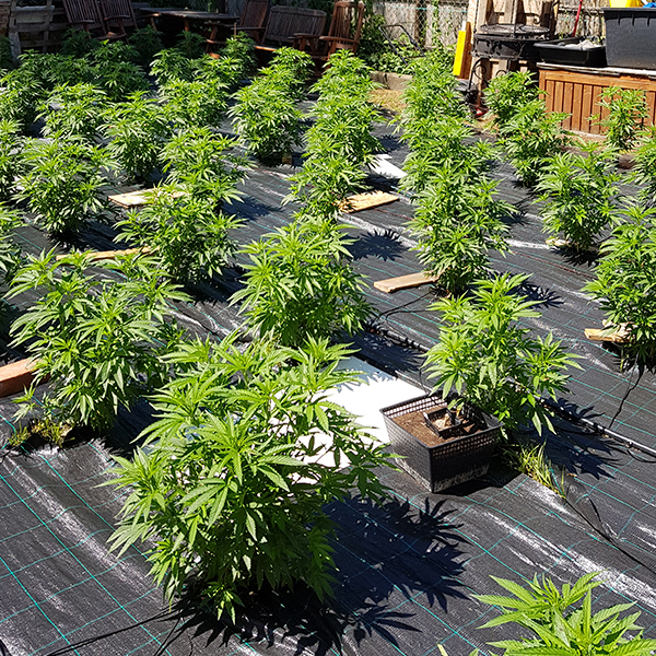 Cheese Auto de The Original Big Buddha Family Farms