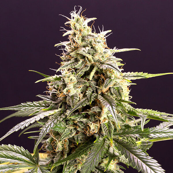 Chem Bomb Auto de Humboldt Seed Organization