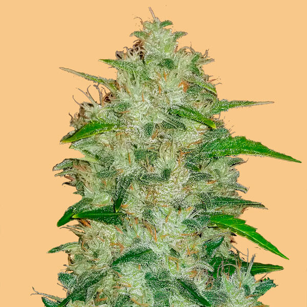 Chemdawg Auto de Fast Buds