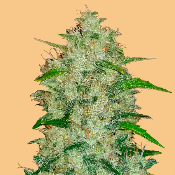 Chemdawg Auto de Fast Buds