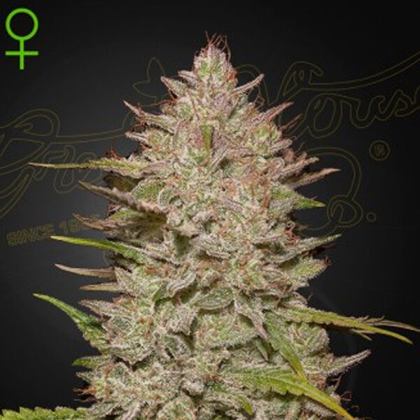 Chemical Candy Auto de Green House