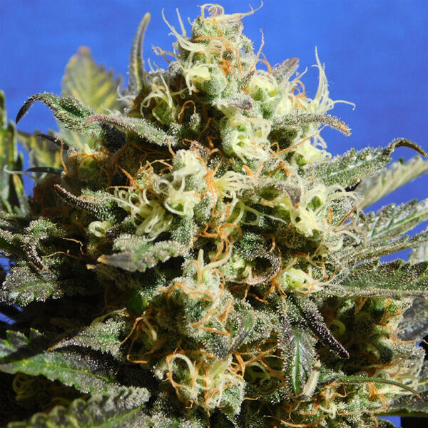 Cherry Alien Auto de Original Sensible Seeds