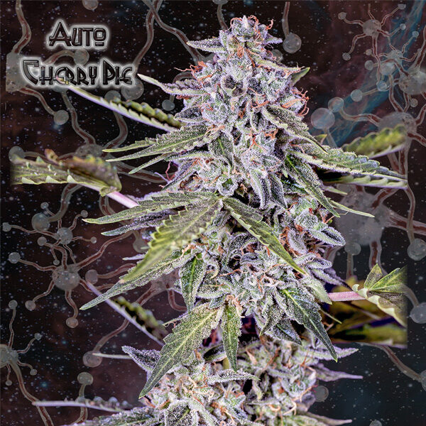 Cherry Pie Auto de Geneseeds Y Nemeseeds
